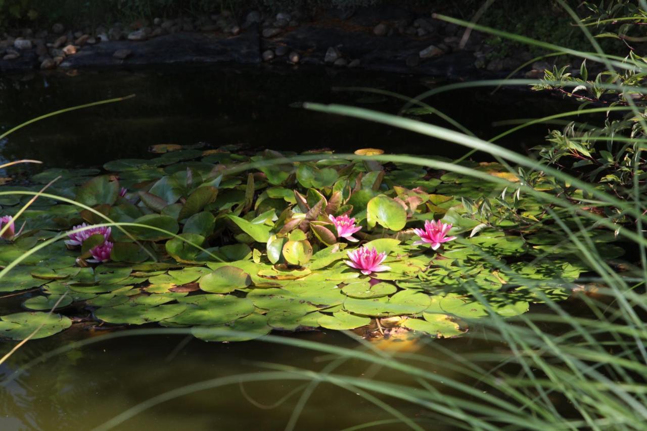 Nagymajor Birding Lodge Tiszacsege 외부 사진